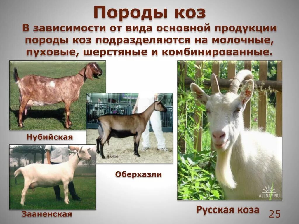 Какие породы домашних. Породы Козлов название. Породы коз. Породистые козы. Породы коз молочных.