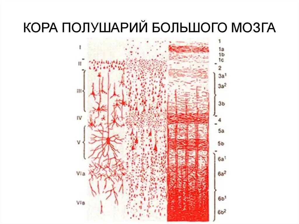 Слои коры полушарий. Слои коры больших полушарий гистология. Нейроцитs коры больших полушарий..