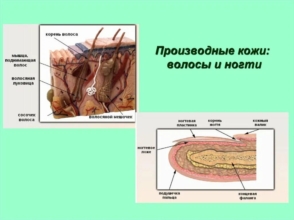 Строение и функции производных кожи. Строение кожи. Производные кожи волосы и ногти. Производные кожи. Кожа производные кожи.