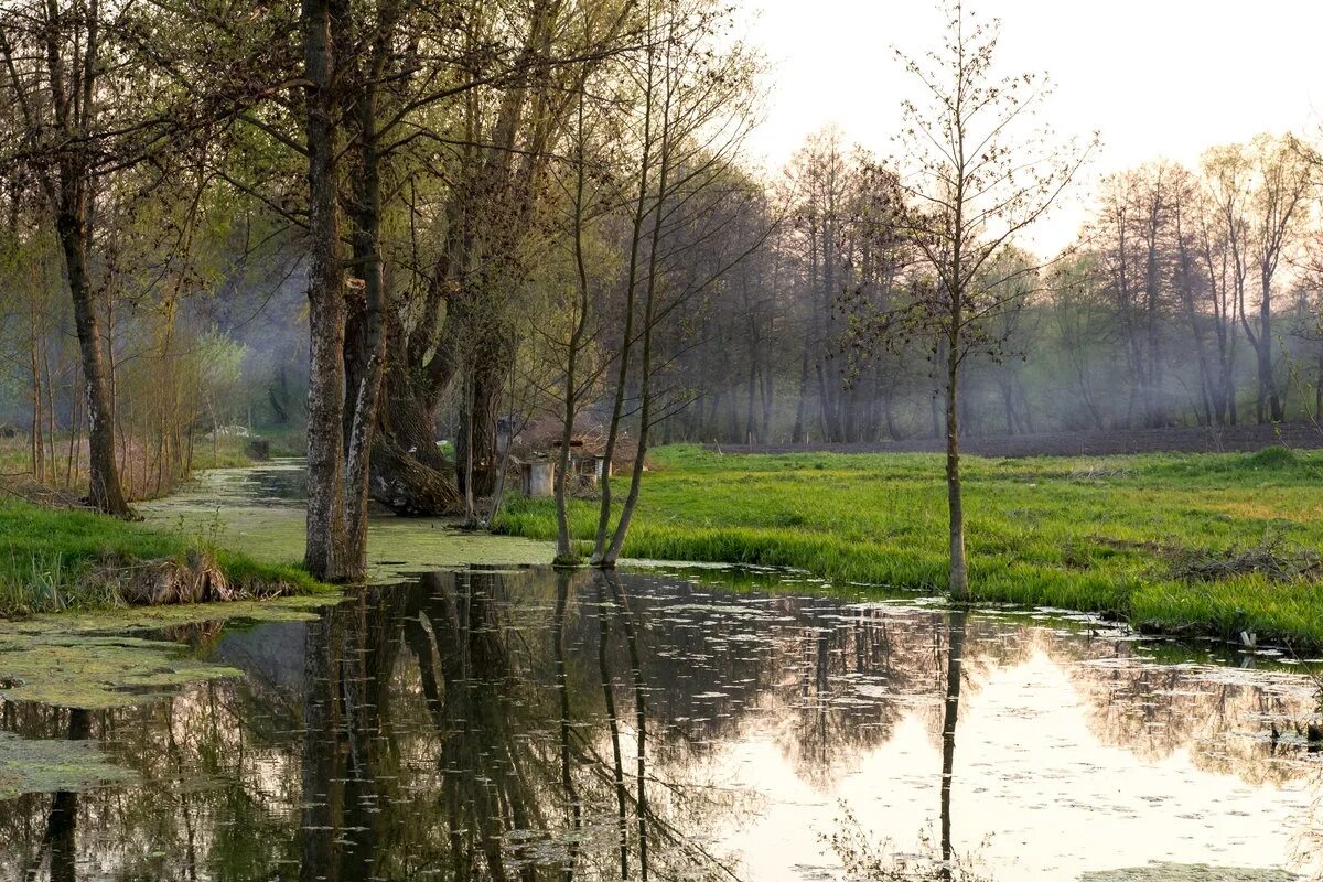 П ч апрель. Шуваловский парк Весеннее половодье. Весенний пейзаж. Апрель природа.