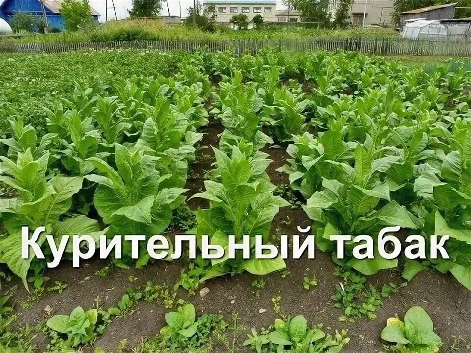 Как вырастить махорку. Как вырастить махорку