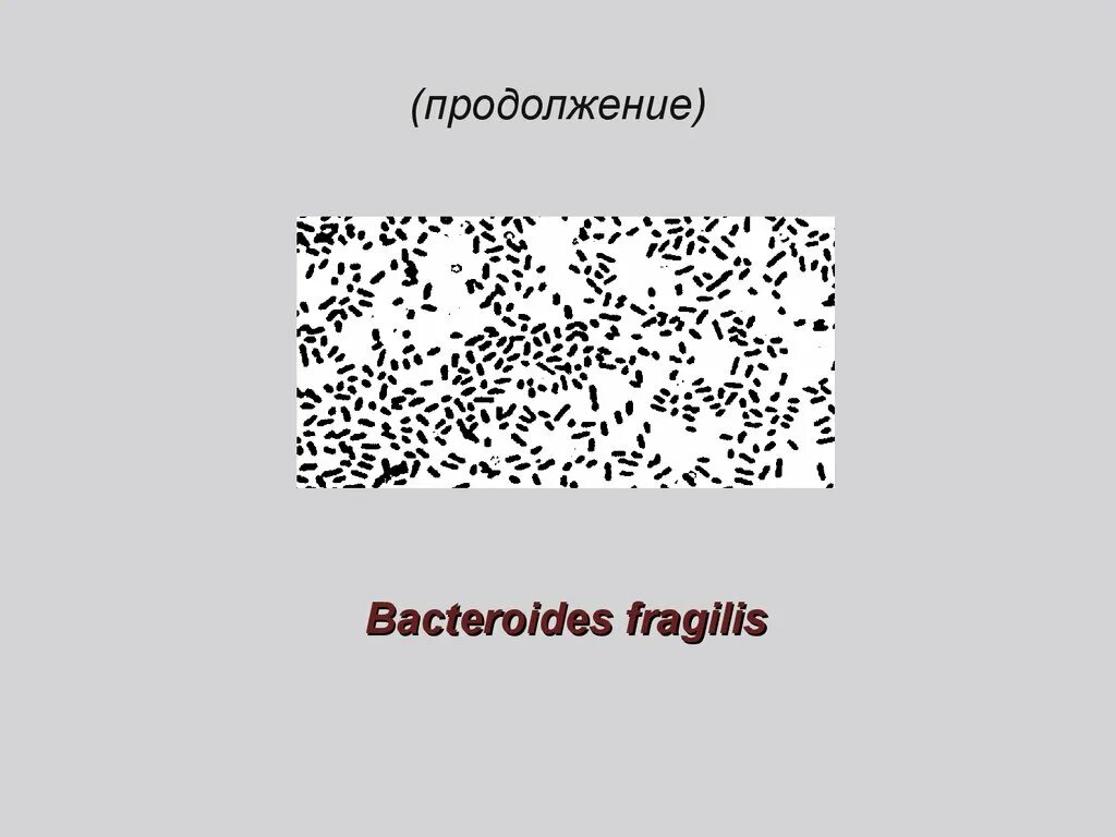 Bacteroides spp что это. Bacteroides fragilis морфология. bacteroides fragilis микробиология. bacteroides fragilis по граму. бактероидес фрагилис возбудитель.
