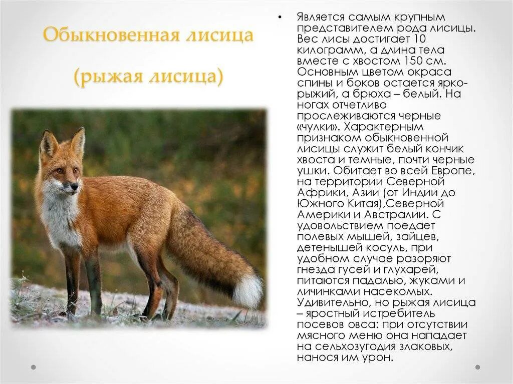 Сколько лет лиса. Классификация животного лиса. лисы обитающие на территории россии. лисица обыкновенная краткое описание. классификация лисы обыкновенной.