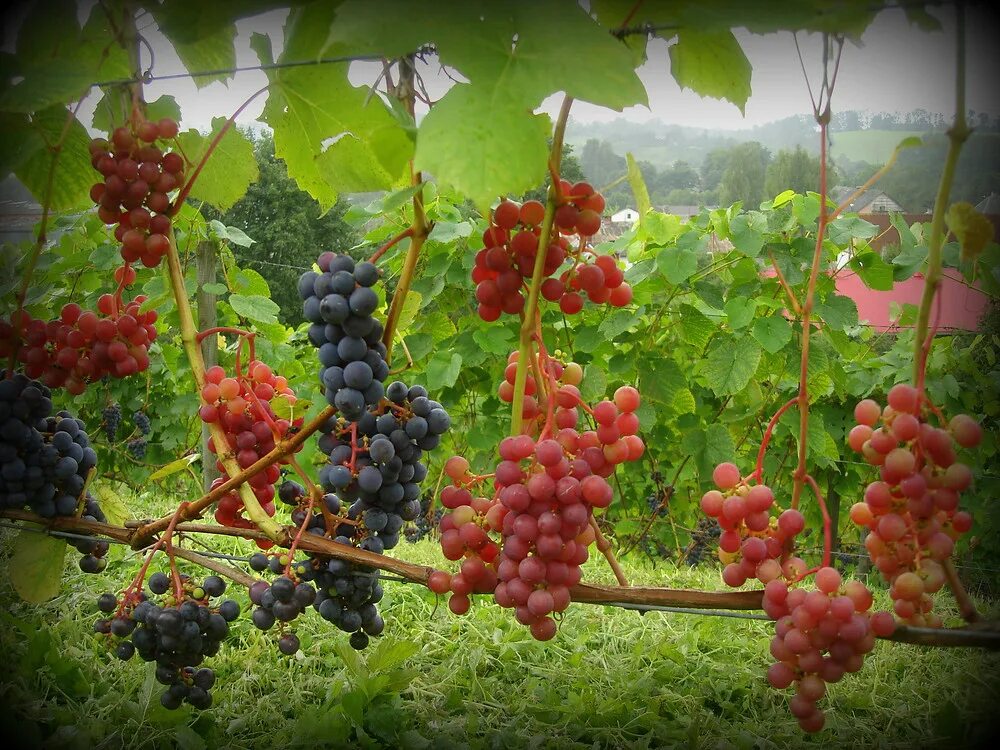 Приснился виноград. Сон виноград гроздья видеть. Сон виноград гроздья видеть. Виноград лоза виноградники. Сон виноград гроздья.