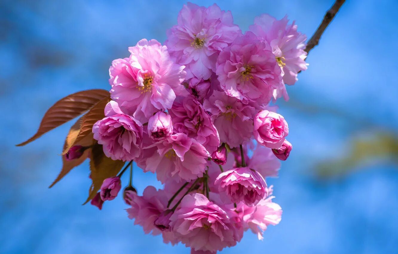 Весеннее фото на заставку. Цветы Сакуры. Цветущая Сакура. Весенние цветы.