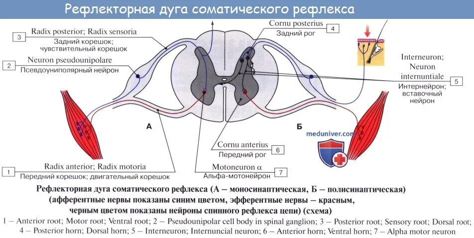 Поле рефлекса. Аксон чувствительного нейрона рефлекторной дуги. Схема 3 нейронной рефлекторной дуги. Простая рефлекторная дуга состоит из нейронов. Рецептор схема рефлекторная дуга.