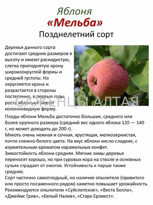 Яблоня Мельба, саженец 60-80 см в горшке 3 л - купить в интернет-магазине по низ