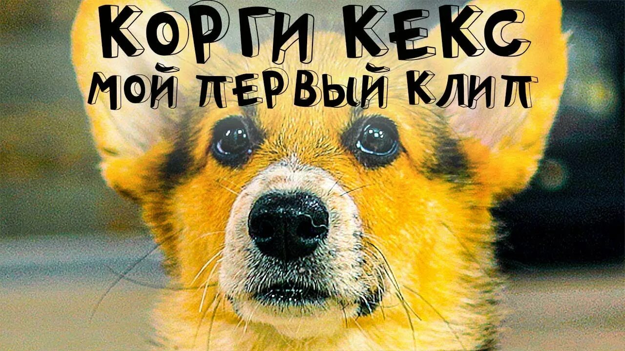 Мистер бубл хаски. Хаски бандит и бублик и коржик и кекс. Хаски бублик. Бен собака. Хаски бублик картинки.