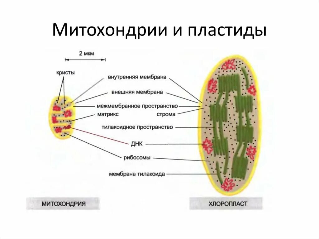 Хлоропласт имеет днк. Строение митохондрии и хлоропласта. Строение митохондрии и хлоропласта рисунок. Митохондрии и хлоропласты строение и функции. Митохондрии пластиды органоиды движения клеточные включения.