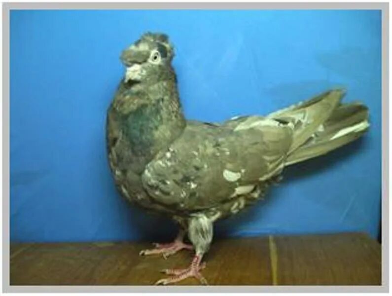 Кафтар животные. Афганские голуби двухчубые. Голубей афганистана. Двухчубые бакинские голуби. Голубей афганистана.