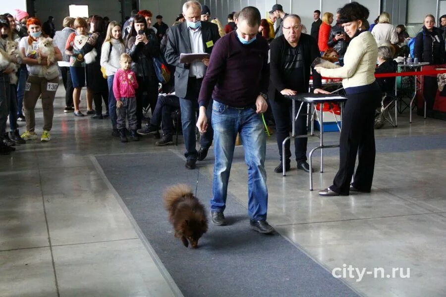 Выставка собак в Саратове. Выставка собак Новокузнецк 2023. Выставка собак в Новокузнецке 2022.