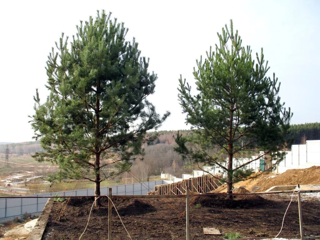 лиственница даурская. сосной сибирской (pinus sibirica). кедр сибирский саженцы. пять сосен. Pinus sylvestris (сосна обыкновенная) 'glauca'.