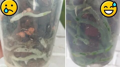 Орхидеи поливают чесночной водой