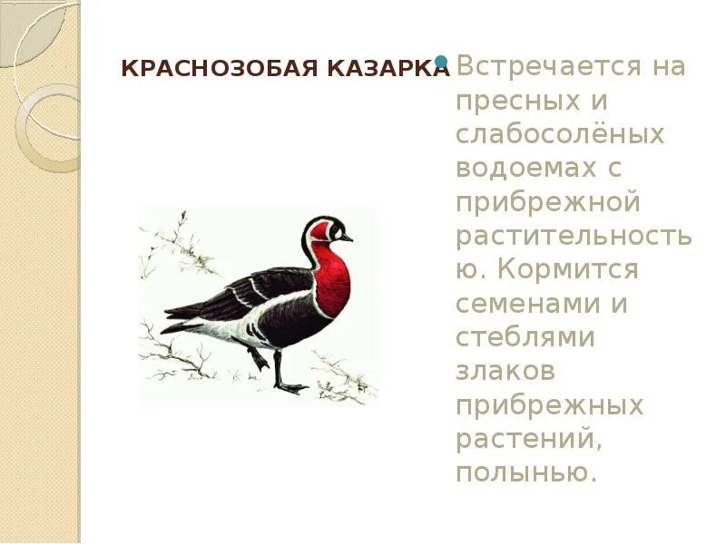 Какие животные нуждаются в охране в башкирии. Животные башкортостана занесенные в красную книгу башкортостана. животные башкирии занесенные в красную книгу. птицы красной книги башкортостана. краснозобая казарка красная книга.