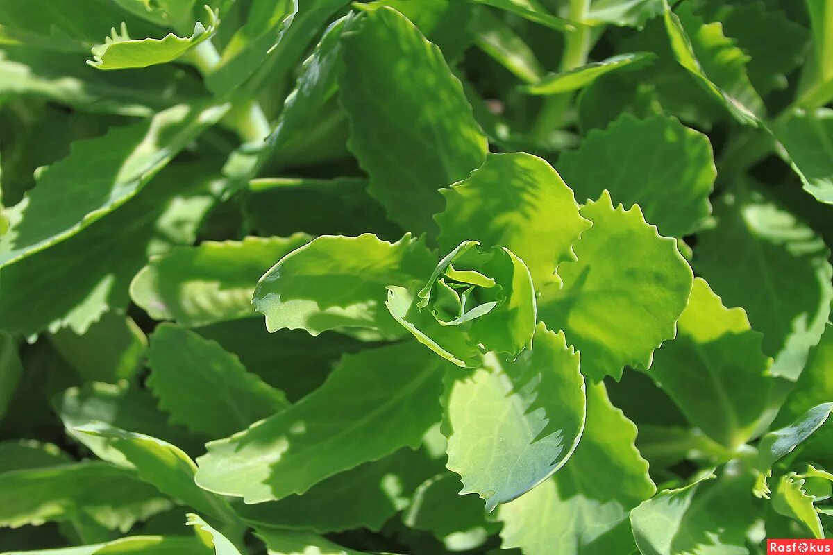 лекарство из столетника. каланхоэ лекарственное ,в кулинарии. алоэ перистое.