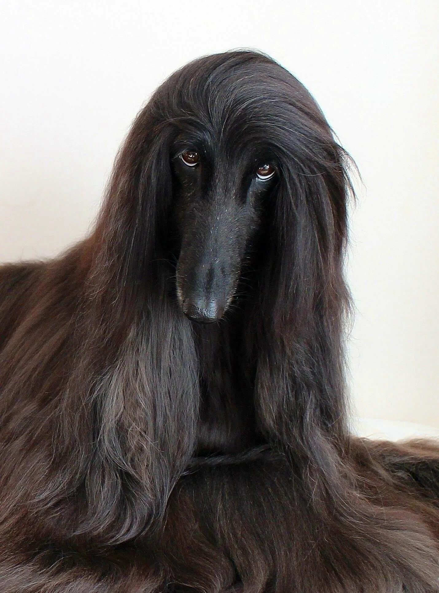 Афганская борзая / Afghan Hound. Афганская борзая черная. Афганская борзая длинношерстная. Афганская борзая кутенок.