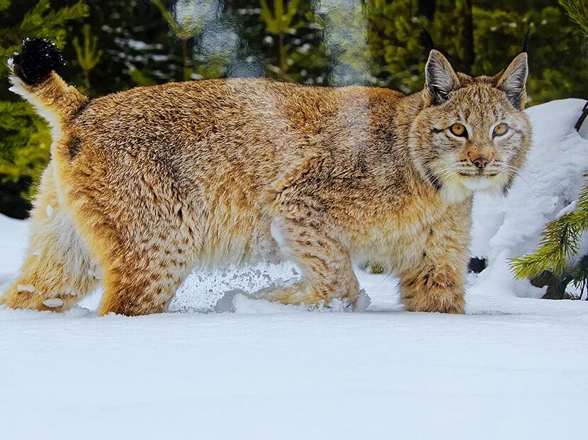 Таежная рысь. Рысь в измайловском парке. Рысь для детей. Рысь в беловежской пуще. Рысь в детском саду череповец.