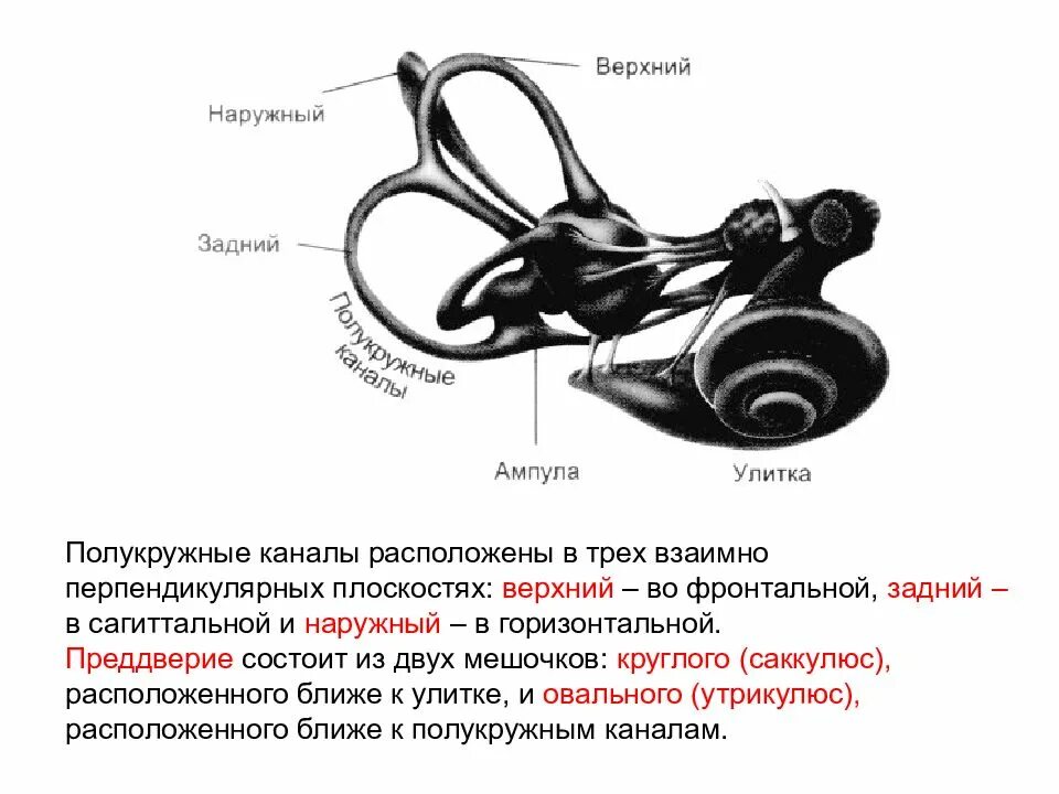 Какой цифрой обозначает вестибулярный аппарат. Полукружные каналы внутреннего уха. Три полукружных канала функции и строение. Функции полукружных каналов вестибулярного аппарата. Полукружные каналы строение и функции.