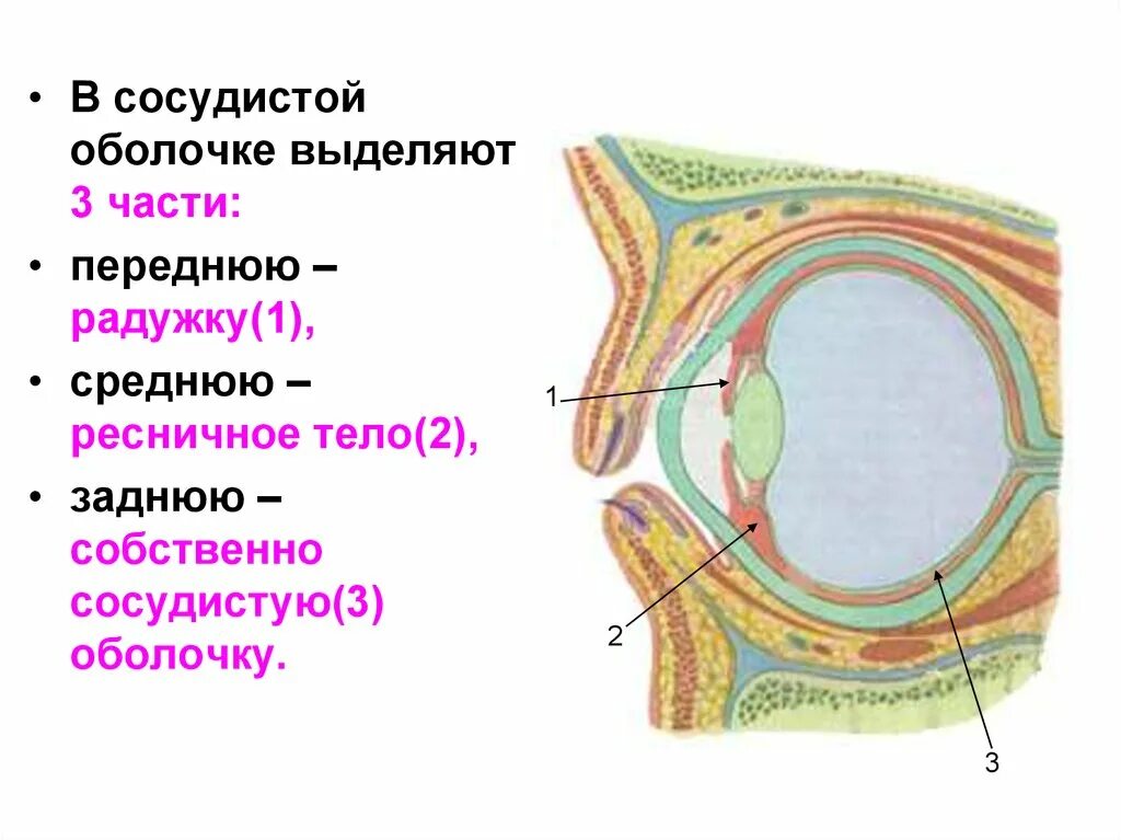 Отверстие в сосудистой оболочке. Собственно сосудистая оболочка строение. Собственно сосудистая радужка. Ресничное тело собственно сосудистая. Ресничное тело и радужка.