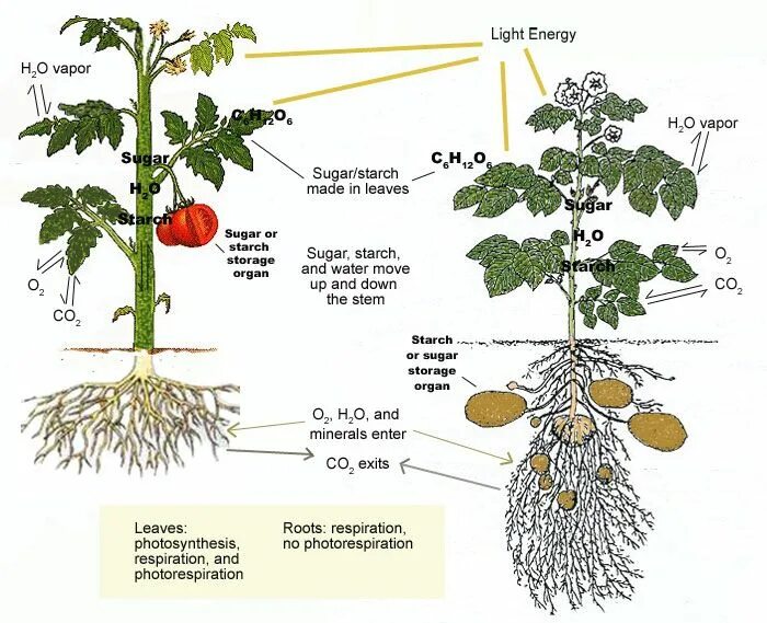How plant