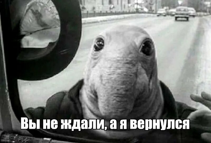 здравствуйте для презентации. открытки здравствуйте. приветствие для презентации. здравствуйте в любой. здравствуй я вернулся.