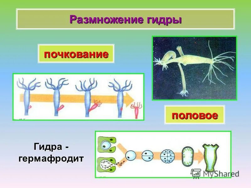 Презентация формы размножения животных 8 класс биология