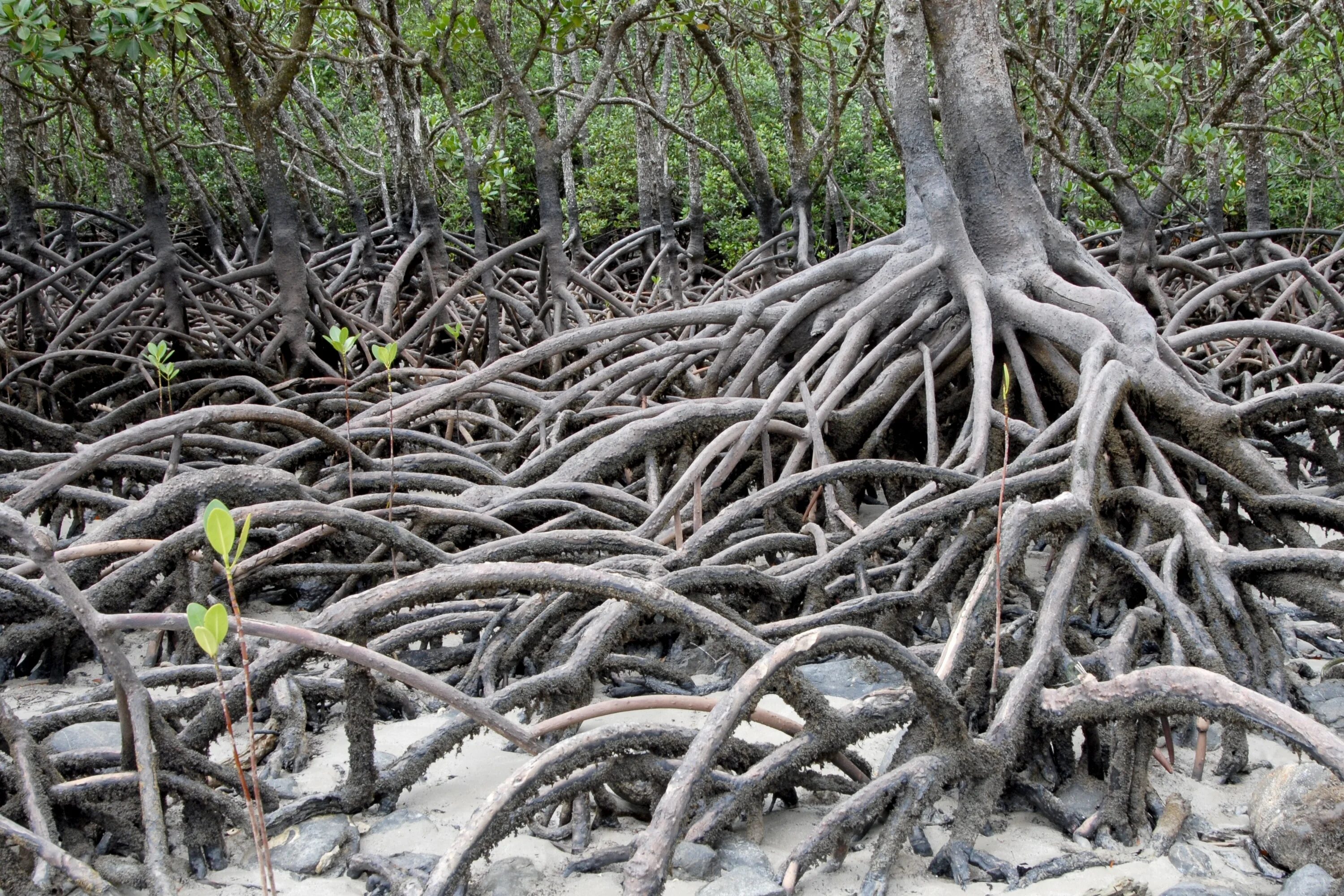 Самые глубокие корни. Мангровые заросли Австралии. Мангровые леса Австралии. Мангровые корни. Мангровые растения корни.