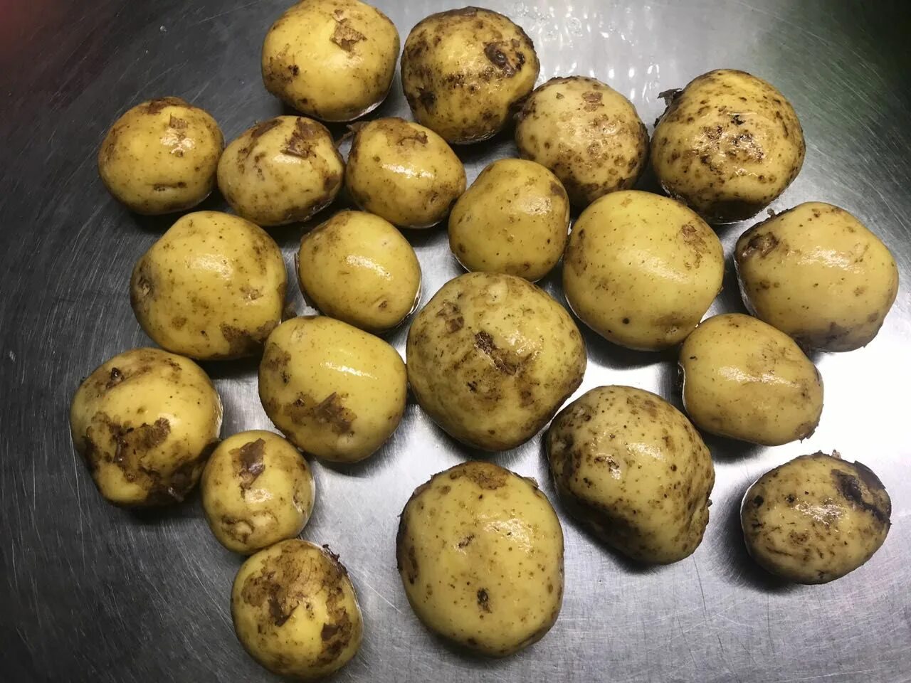 сорт венета. семенной картофель винета. венета картофель характеристика. сорт картофеля венета. картофель гала венета.