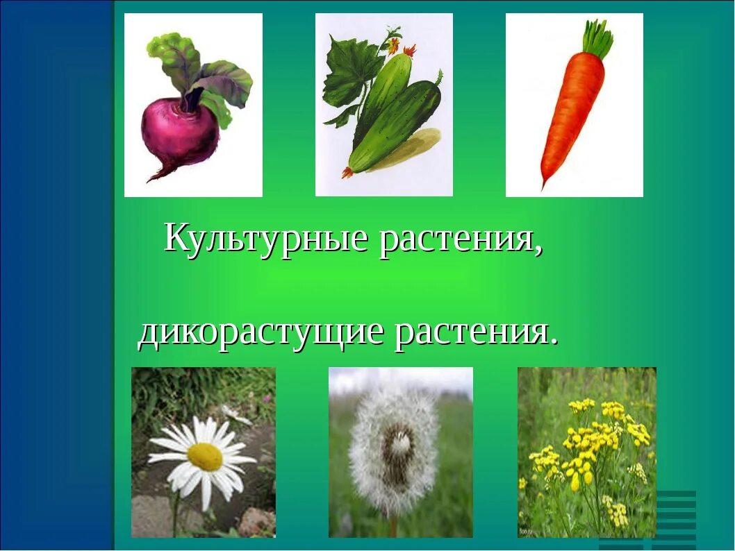 Растения первый класс. Дикорастущие и культурные растения. Дикорастущие растения и культурные растения. Цветы дикорастущие и культурные. Дикорастущиети культурные растения.