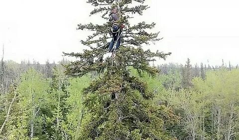 Касался верхушек деревьев