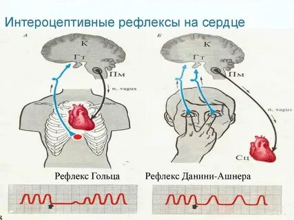 Парин рефлексы