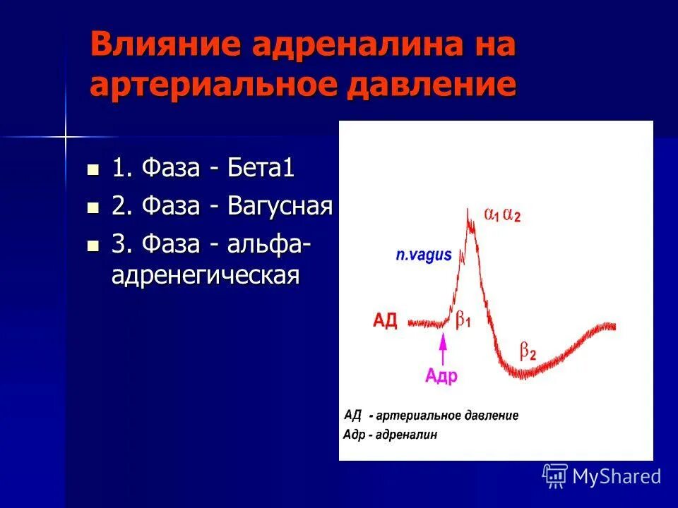 адреналин снижает давление. адреналин снижает давление. воздействие адреналина на артериальное давление. фармакологическая характеристика норадреналина. последствия быстрого введения адреналина.