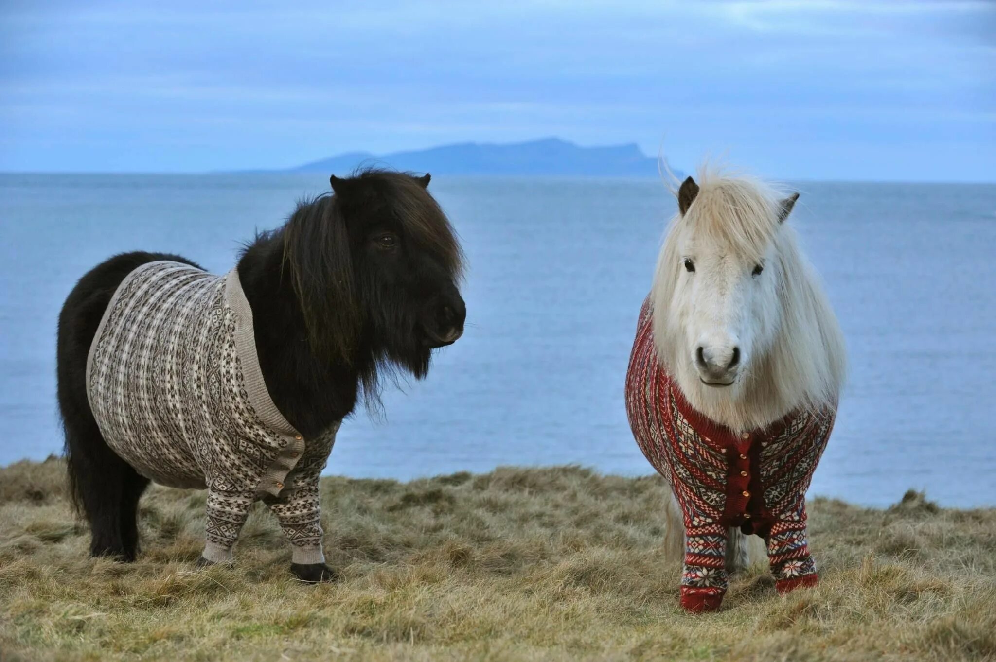 Scotland animal. Шетлендский и шотландский пони. Лошадь породы шетлендский пони. Лошадь Шетландский пони. Шотландия шетленд.