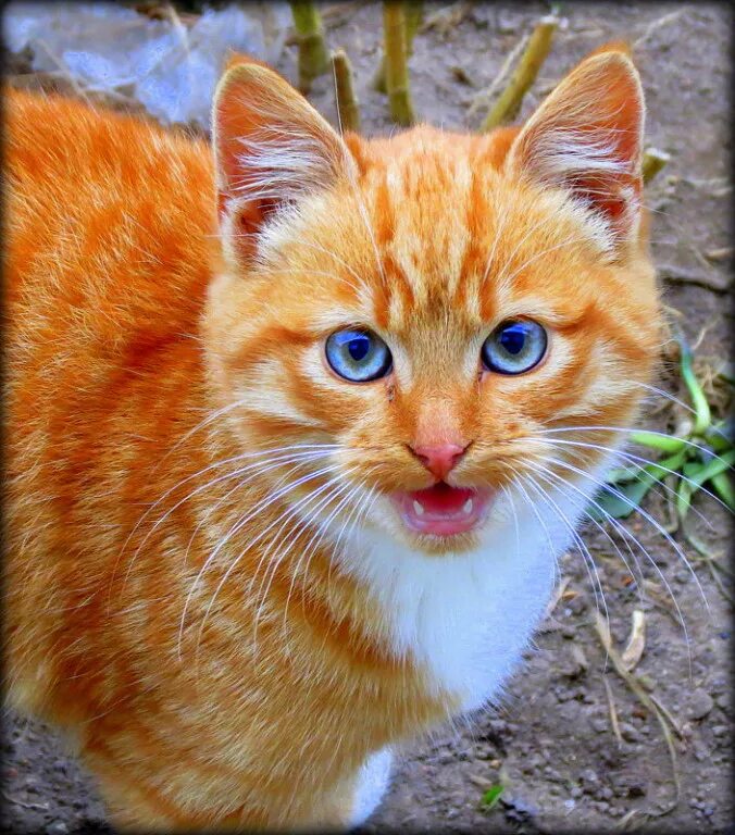 Кошка Рыжик. Котенок Рыжик. Огненно рыжие котята. Рыжий Рыжик. Как пишется рыжик