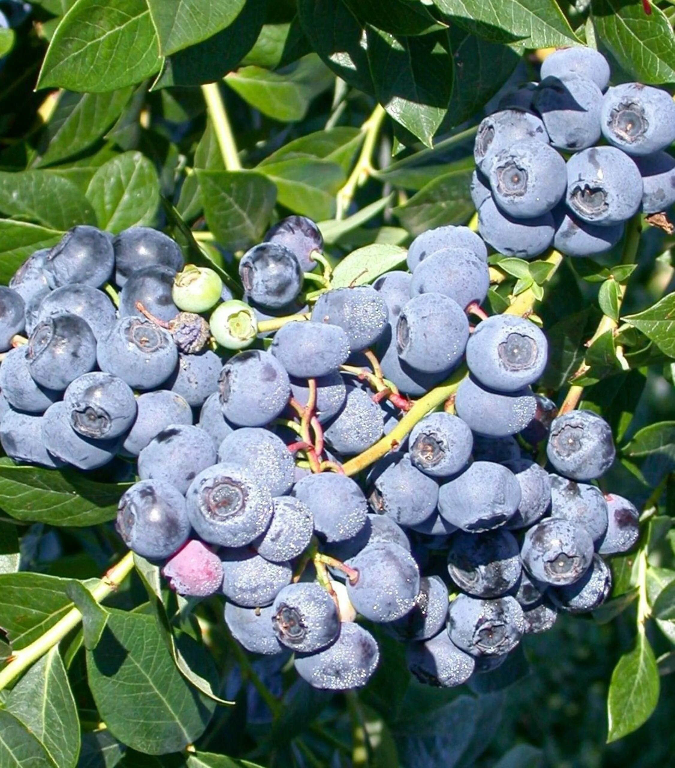 Какой сорт голубики самый сладкий. Голубика патриот - vaccinium corymbosum patriot. голубика vaccinium corymbosum. голубика высокорослая дюк. голубика сорт дюк.
