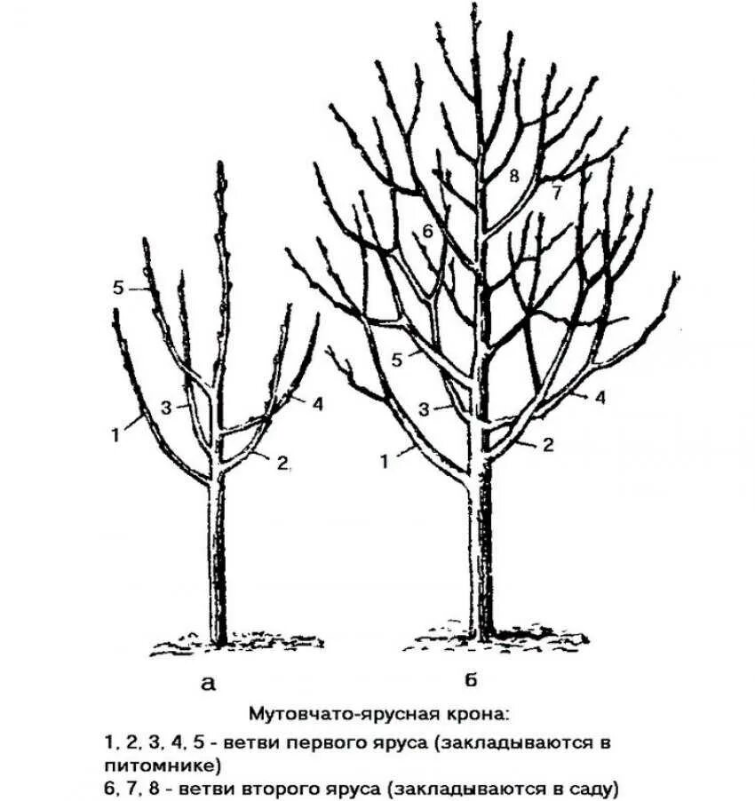 Через сколько плодоносит яблоня после посадки. Схема обрезки яблони весной. Обрезка яблони весной схема. Схема обрезки плодовых деревьев весной. Формировка кроны яблони.