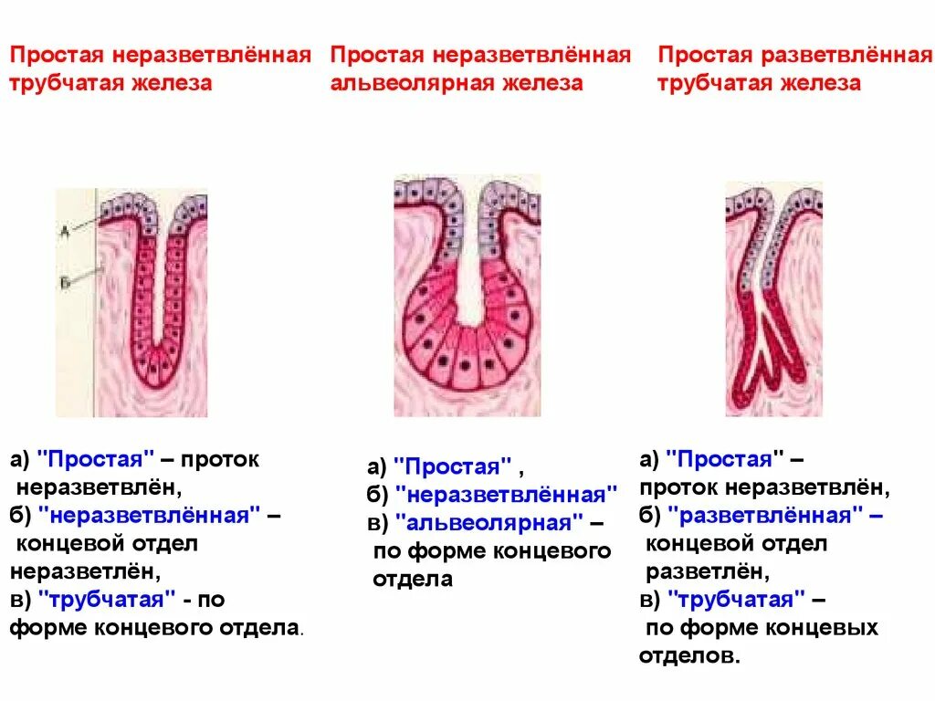 Простая неразветвленная трубчатая железа. Простая неразветвленная альвеолярная железа. Простые разветвленные трубчатые железы. Экзокринные железы трубчатые альвеолярные.