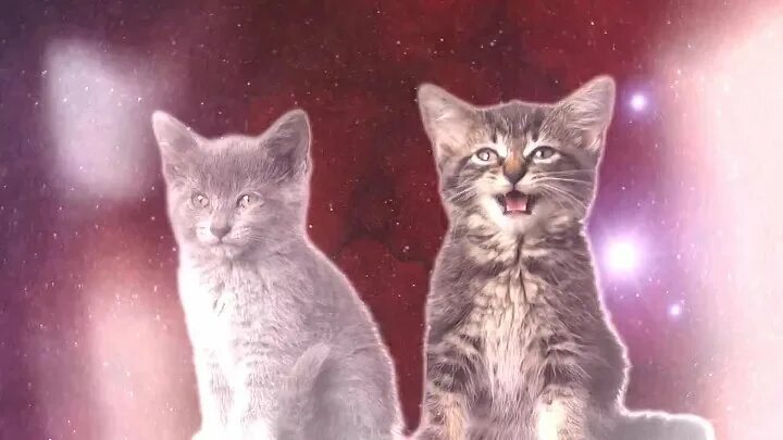 Маленькие котята поют. Сарпер думан. Песня кошечка видео. Pussycat tiger. Песня кошечка видео.