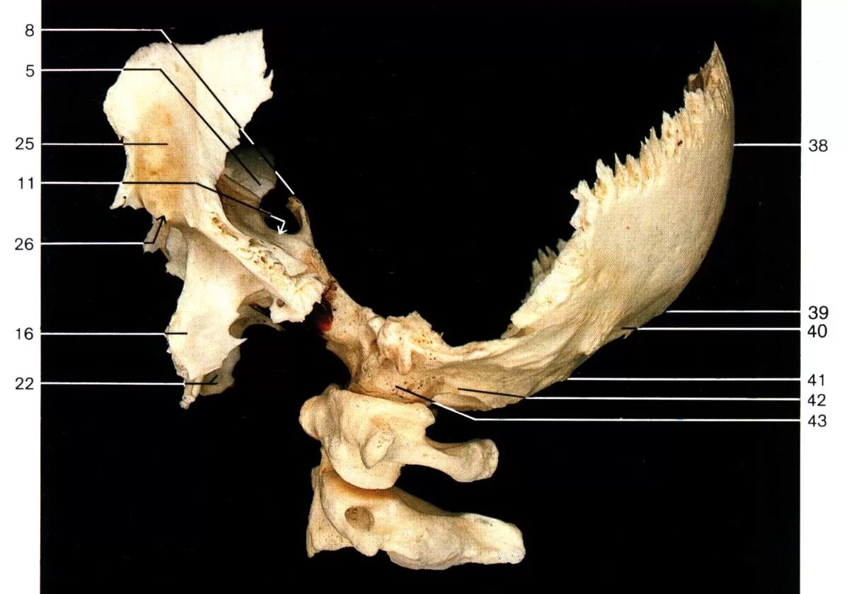 Сфенобазилярный синхондроз это. Клиновидная кость анатомия. Клиновидная кость черепа. Клиновидная и затылочная кость. Позвоночник неподвижно соединен с черепом у рыб