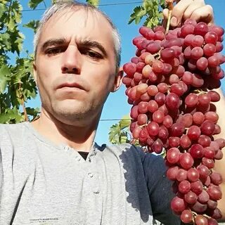 Алверцян виноград