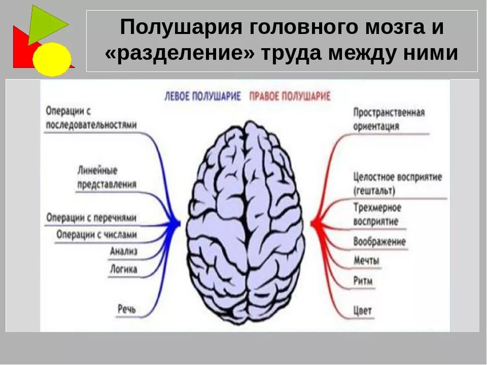 Полушарий мозга делятся