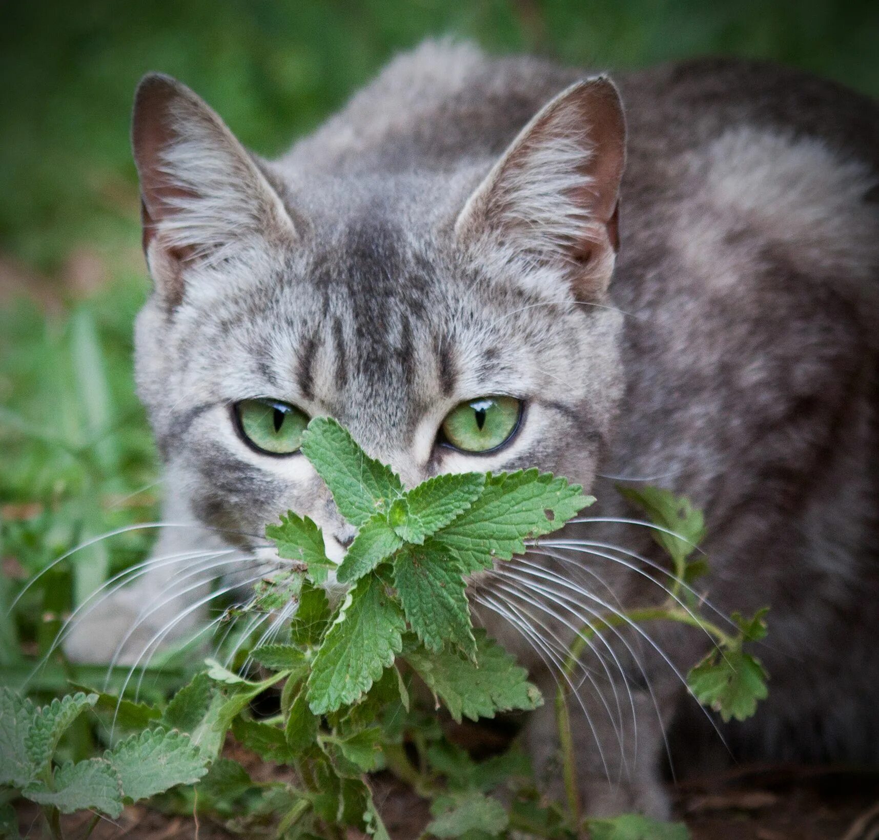 А мы пахнем кошачьей мятой и листвой. Трава котовник кошачий. Кошачья мята. Котовник Кошачья мята и коты. Кошачья мята (кошатник).