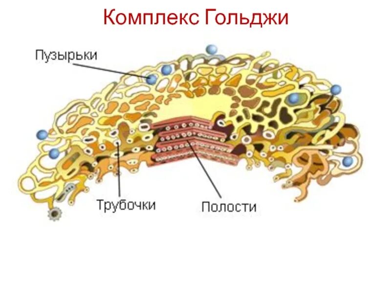 Аппарат Гольджи пластинчатый комплекс комплекс. Комплекс (аппарат) Гольджи (одномембранный органоид). Пластинчатый комплекс Гольджи гистология. Функции комплекса Гольджи гистология. Пластинчатый комплекс