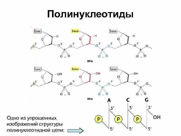 Полинуклеотидная цепь связи. Строение полинуклеотида. Строение структурного звена полинуклеотида. Схема строения полинуклеотидной цепи. Полинуклеотиды структурная формула.