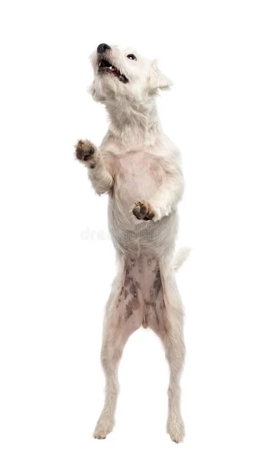 2 legged dog walking