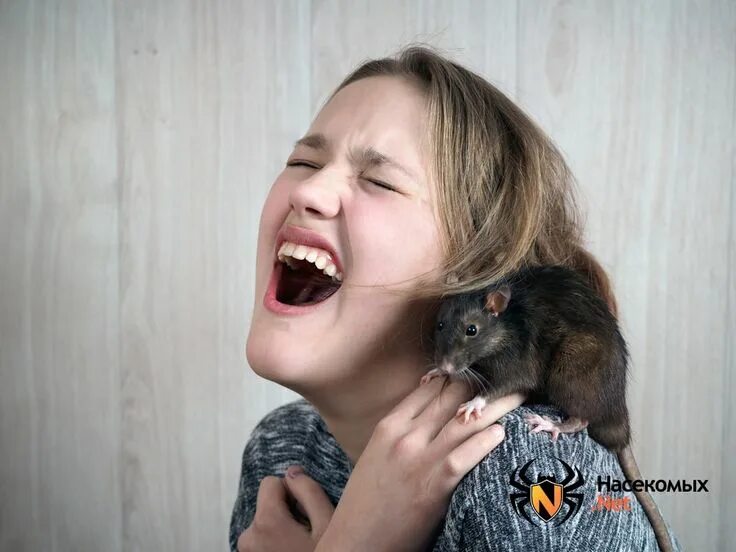 Как выглядит человек мышь rat growth chart Imgur