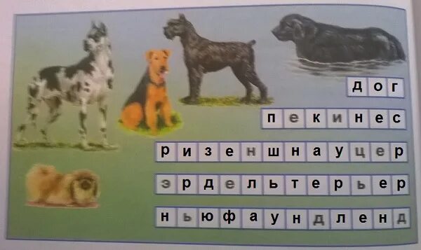 Атлас определитель 2 класс породы собак. Породы собак окружающий мир 2 класс. называются эти породы собак. как называются породы собак окружающий. крупные собаки породы окружающий мир.