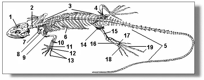 Опорная система рептилий. Отделы позвоночника прыткой ящерицы. Скелет варана строение. Скелет пресмыкающихся без подписей. Строение скелета прыткой ящерицы.