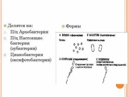 Настоящие бактерии