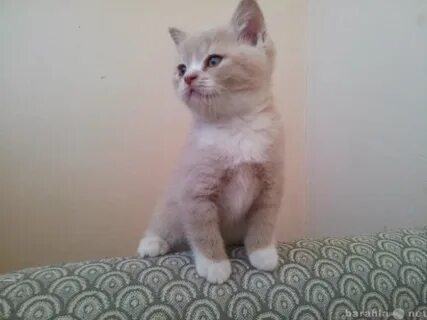 Котята белгород